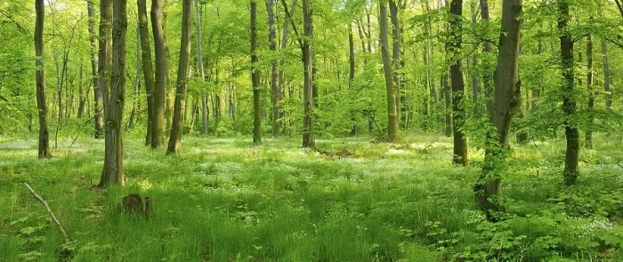 Framed Print : Naturnaher Laubmischwald, early flowering plants covering the ground, near Freyburg, Saxony-Anhalt, Germany, Europe