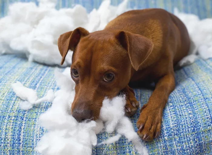 Framed Print : Naughty playful puppy dog after biting a pillow tired of hard work