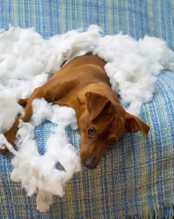 Framed Print : Naughty playful puppy dog after biting a pillow tired of hard work