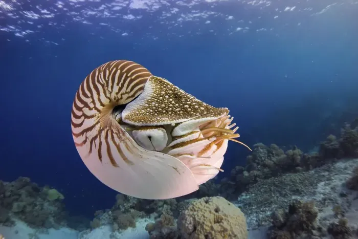 Framed Print : Nautilus (Nautilus belauensis), Palau, Oceania Framed Print : Nautilus (Nautilus belauensis), Palau, Oceania