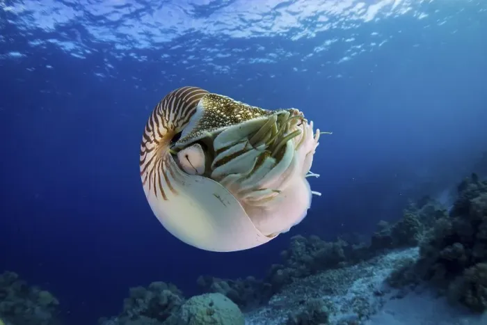 Framed Print : Nautilus (Nautilus belauensis), Palau, Oceania