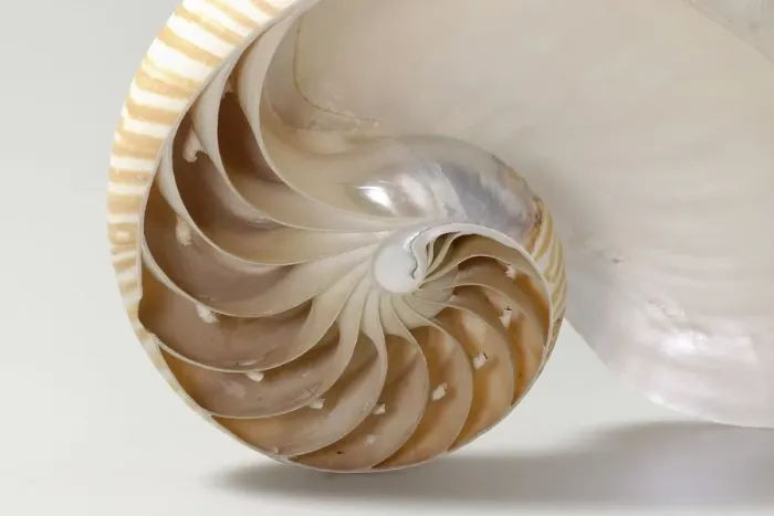 Framed Print : Nautilus (Nautilus pompilius), l