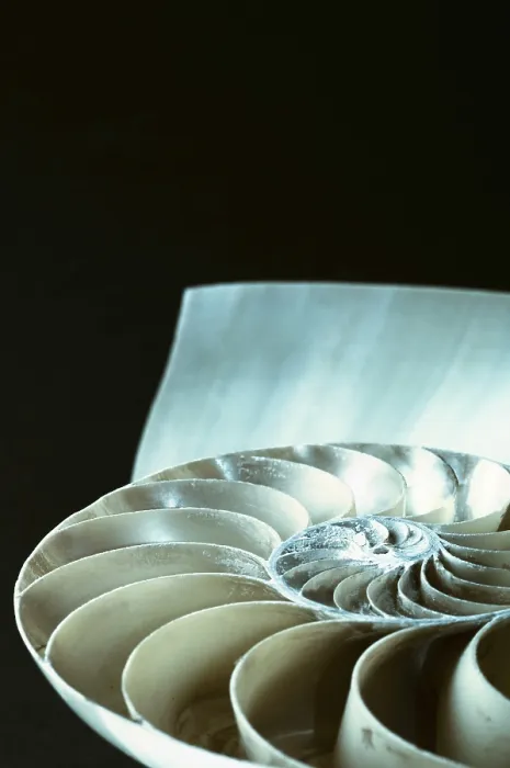 Framed Print : Nautilus shell Framed Print : Nautilus shell