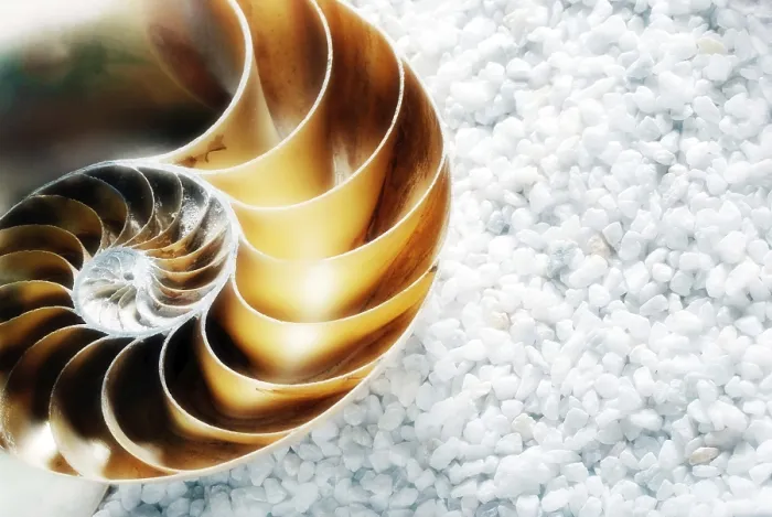 Framed Print : Nautilus shell on a background of white pebbles