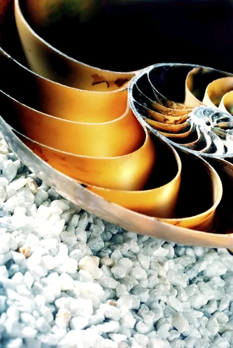 Framed Print : Nautilus shell on a background of white pebbles