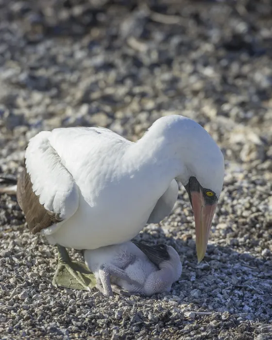 Framed Print : Nazca Booby (Sula granti) on a nest with a chick