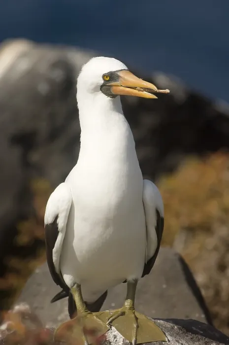 Framed Print : Nazca Booby (Sula granti), Punta Suarez