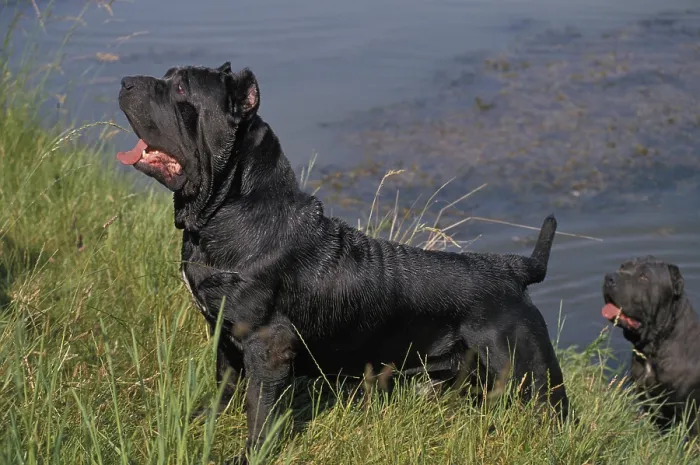Framed Print : NEAPOLITAN MASTIFF DOG (OLD STANDARD BREED WITH CUT EARS) Framed Print : NEAPOLITAN MASTIFF DOG (OLD STANDARD BREED WITH CUT EARS)