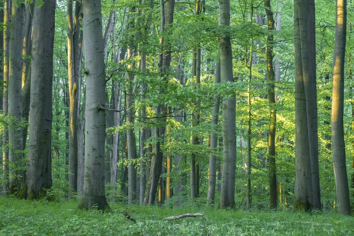 Framed Print : Near-natural copper beech forest