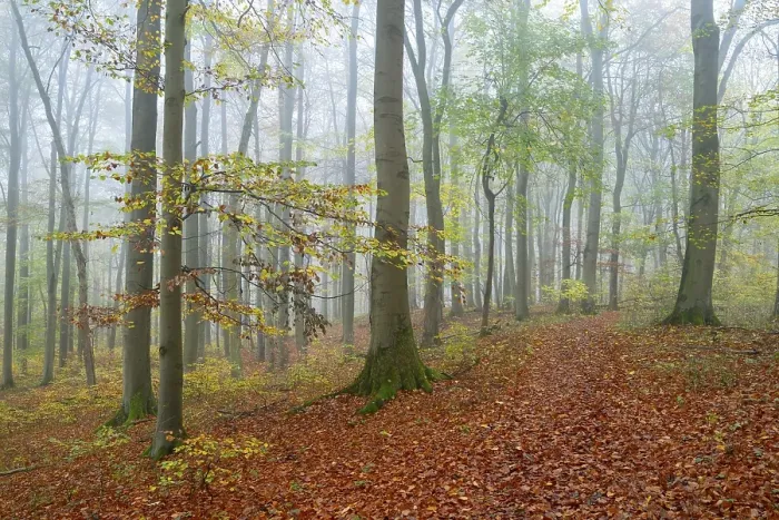 Framed Print : Near-natural deciduous forest in autumn with colourful leaves, copper beech (Fagus sylvatica), fog in the forest, Hainich National Park, Thuringia, Germany, Europe Framed Print : Near-natural deciduous forest in autumn with colourful leaves, copper beech (Fagus sylvatica), fog in the forest, Hainich National Park, Thuringia, Germany, Europe