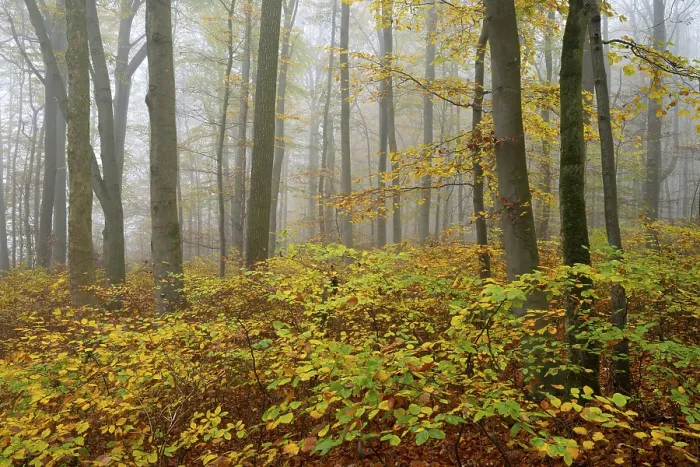 Framed Print : Near-natural deciduous forest in autumn with colourful leaves