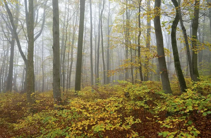 Framed Print : Near-natural deciduous forest in autumn with colourful leaves