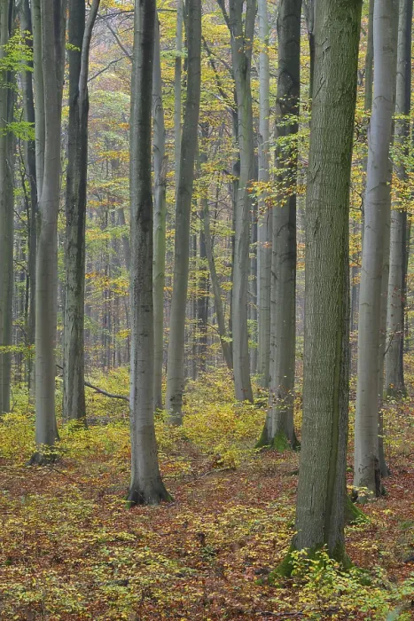 Framed Print : Near-natural deciduous forest in autumn with colourful leaves Framed Print : Near-natural deciduous forest in autumn with colourful leaves