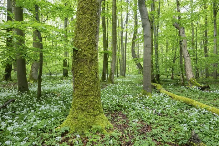 Framed Print : Near-natural deciduous forest with flowering wild garlic (Allium ursinum)