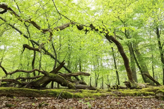 Framed Print : Near-natural deciduous forest, moss-covered deadwood