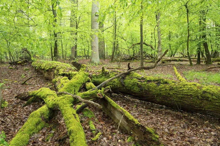 Framed Print : Near-natural deciduous forest, moss-covered deadwood
