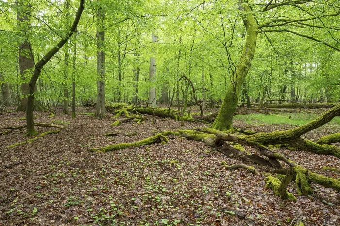 Framed Print : Near-natural deciduous forest, moss-covered deadwood