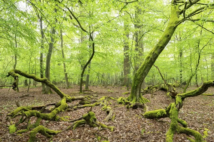 Framed Print : Near-natural deciduous forest, moss-covered deadwood