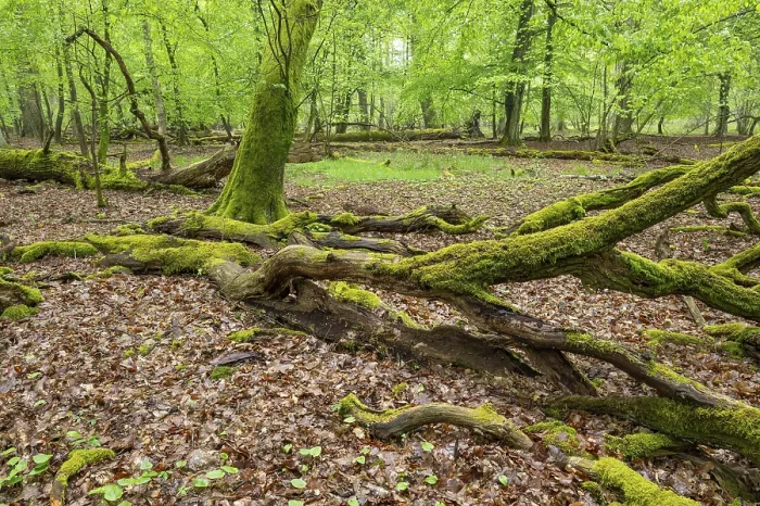 Framed Print : Near-natural deciduous forest, moss-covered deadwood