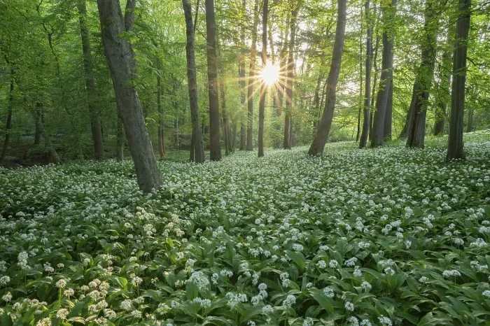 Framed Print : Near-natural forest with flowering ramson (Allium ursinum)