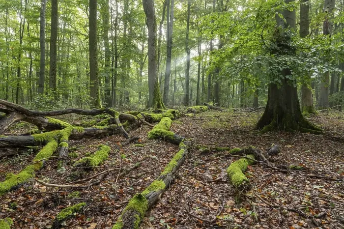 Framed Print : Near-natural mixed deciduous forest, moss-covered deadwood, sunbeams, Hainich National Park, Thuringia, Germany, Europe
