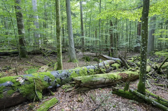 Framed Print : Near-natural mixed forest