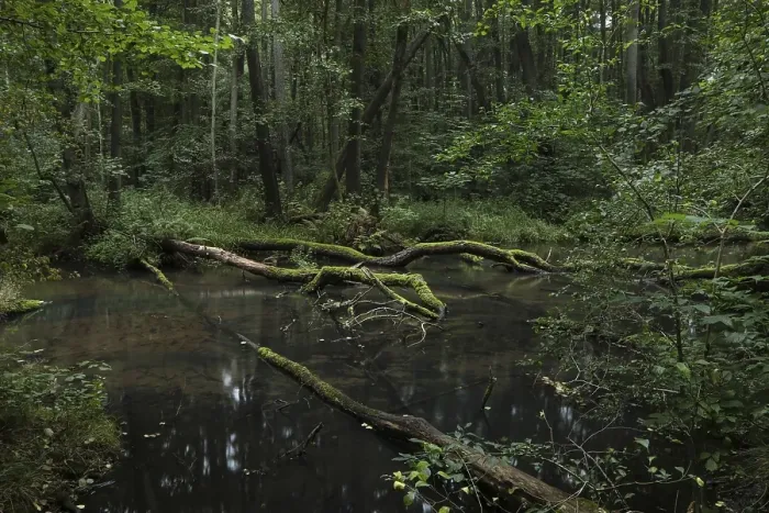 Framed Print : A near-natural stream with deadwood flows through an alder swamp forest Framed Print : A near-natural stream with deadwood flows through an alder swamp forest