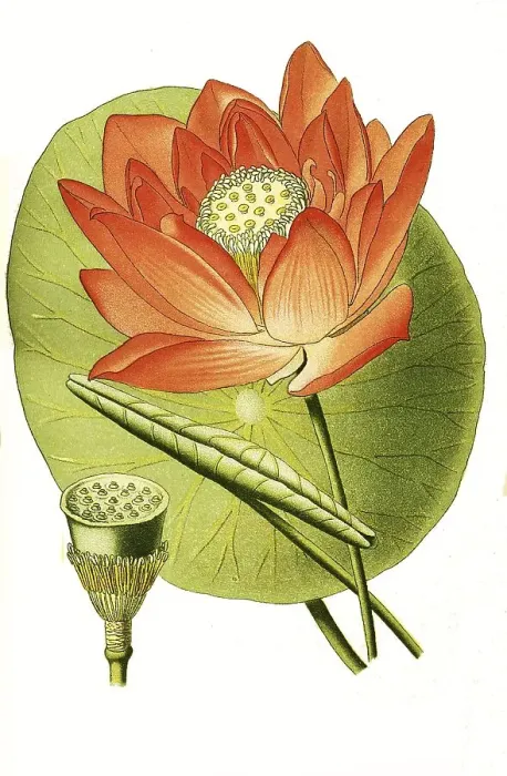 Framed Print : Nelumbium speciosum, Indian lotus