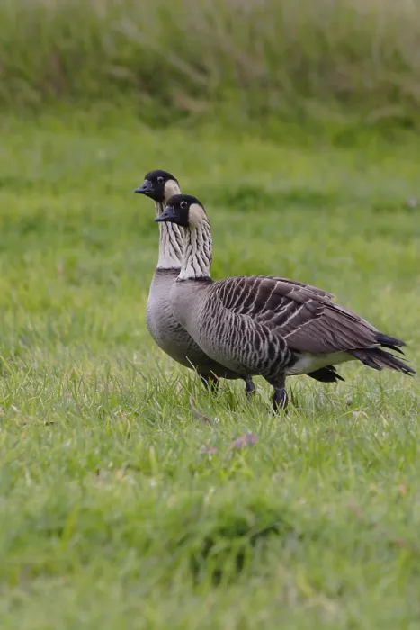 Framed Print : Nene, Hawaiian Goose, Branta sandvicensis