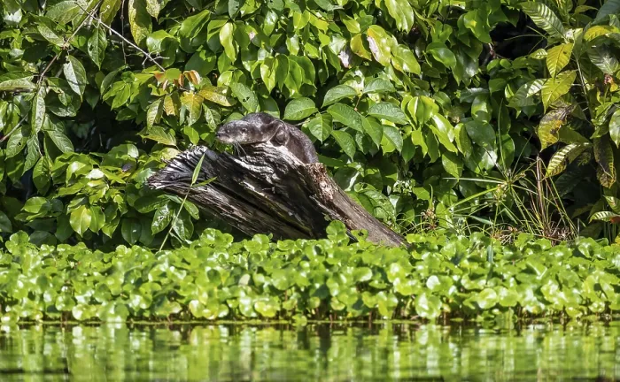 Framed Print : Neotropical otter sitting on a tree trunk