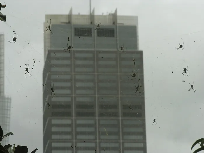 Framed Print : Nephila spiders in front of skyscrapers