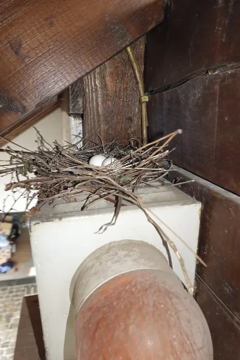 Framed Print : Nest of a Eurasian collared dove (Streptopelia decaocto) with two eggs
