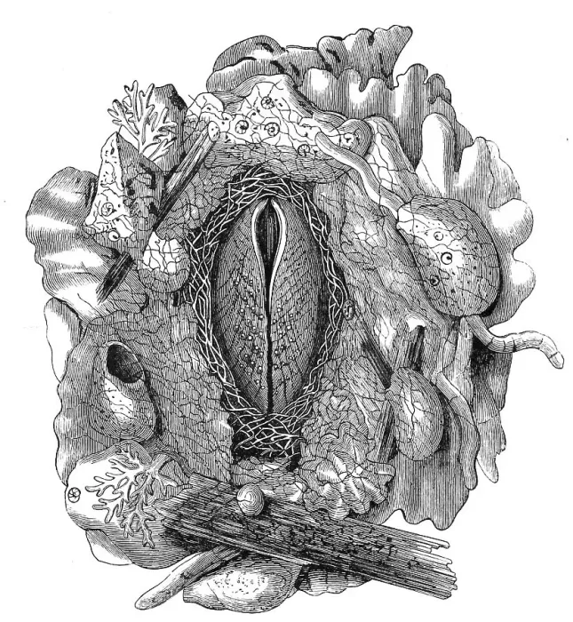 Framed Print : Nest of the rock shell, Lima hians