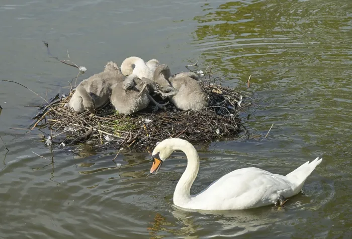 Framed Print : Nest, swans, young animals, Blumelteich Framed Print : Nest, swans, young animals, Blumelteich
