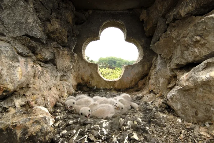 Framed Print : Nest full of young Common Kestrels (Falco tinnunculus)