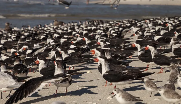 Framed Print : Nesting black skimmer terns Rynchops niger on the white sands of Clam Pass in Naples