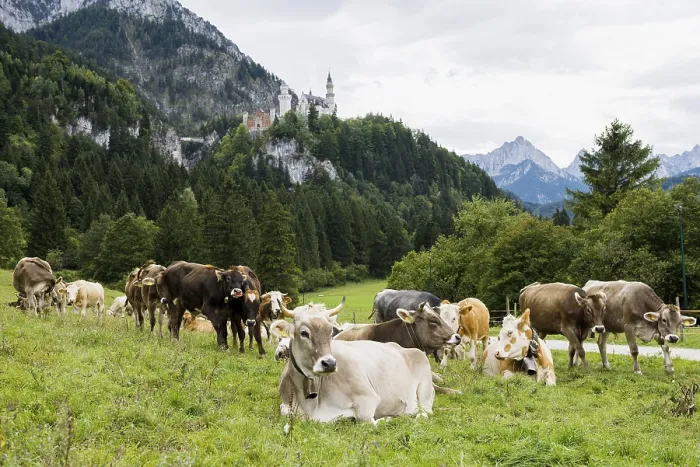 Framed Print : Neuschwanstein Castle and herd of cows