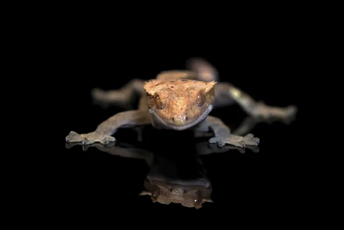 Framed Print : New Caledonian eyelash gecko (Correlophus ciliatus) Framed Print : New Caledonian eyelash gecko (Correlophus ciliatus)