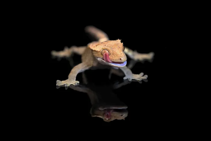 Framed Print : New Caledonian eyelash gecko (Correlophus ciliatus)