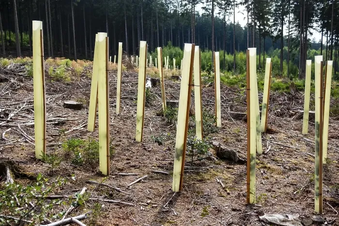 Framed Print : New deciduous tree seedlings in a clearing of a coniferous forest Framed Print : New deciduous tree seedlings in a clearing of a coniferous forest