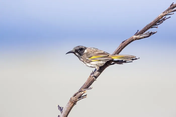 Framed Print : New Holland Honeyeater (Phylidonyris novaehollandiae)