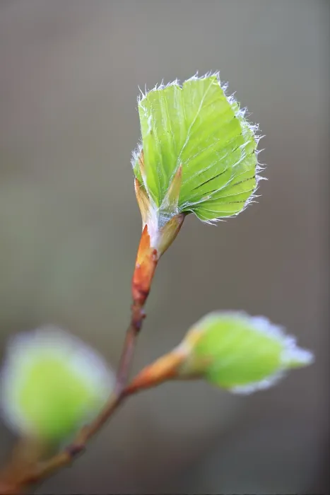 Framed Print : New leaves on a beech, beech family (Fagaceae)