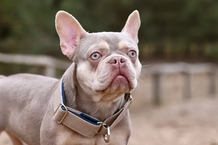 Framed Print : New Shade Isabella orange Tan colored French Bulldog with wide dog pull stop collar