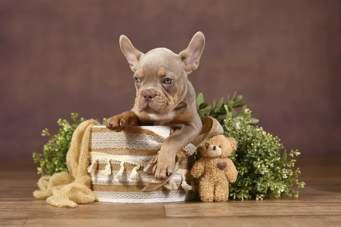 Framed Print : New Shade Isabella Tan French Bulldog dog puppy sitting in box with natural boho style decoration in front of brown Framed Print : New Shade Isabella Tan French Bulldog dog puppy sitting in box with natural boho style decoration in front of brown