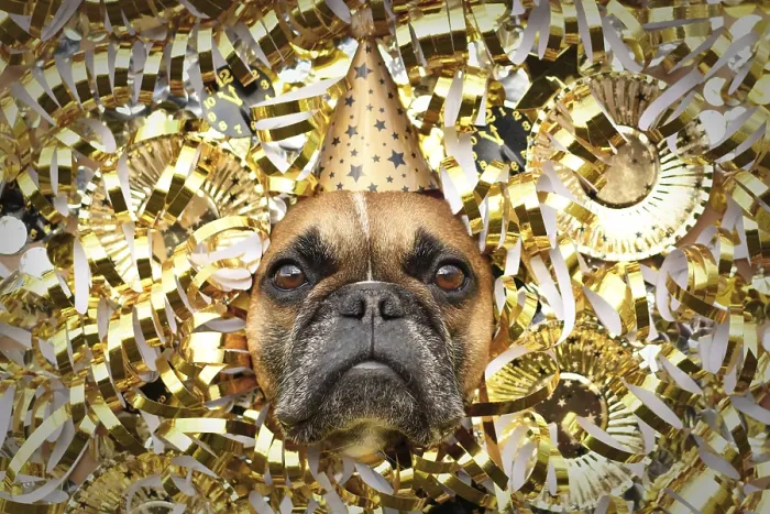 Framed Print : New Year's Eve Silvester party dog Framed Print : New Year's Eve Silvester party dog