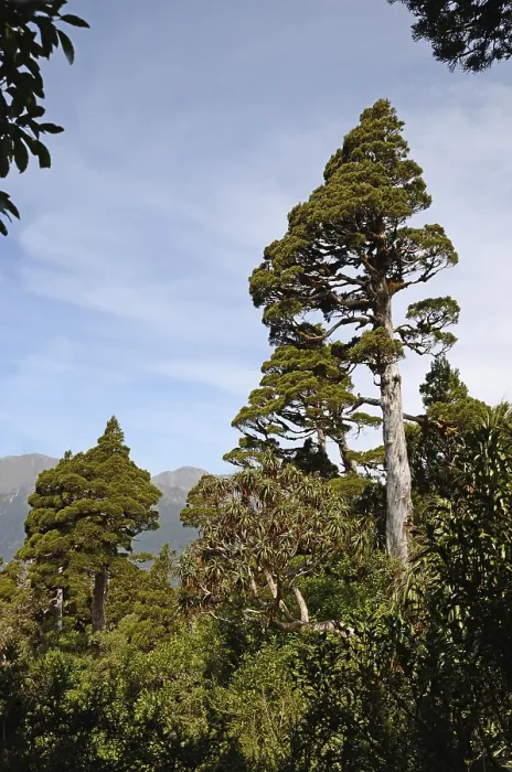 Framed Print : A New Zealand Cedar dominates a patch of alpine native forest in Westland