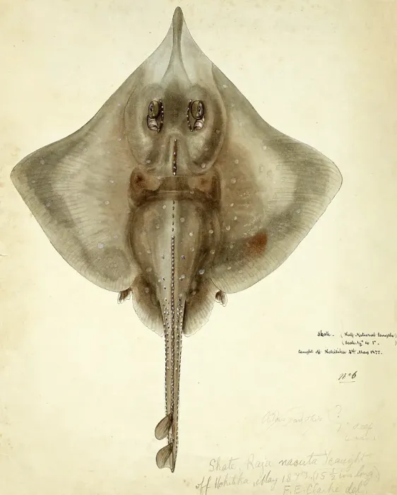 Framed Print : New Zealand rough skate, Raja nasuta, Zearaja nasuta, New Zealand rough skate, fish, reproduction of an original, by Frank Edward Clarke (b. 1849, d. 1899), ichthyologist and scientific draughtsman