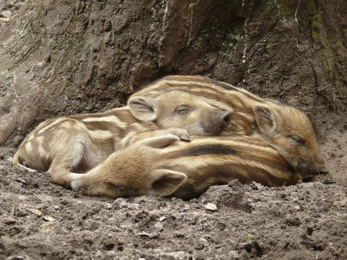 Framed Print : Three newbies sleep cuddled up together on forest floor under a tree