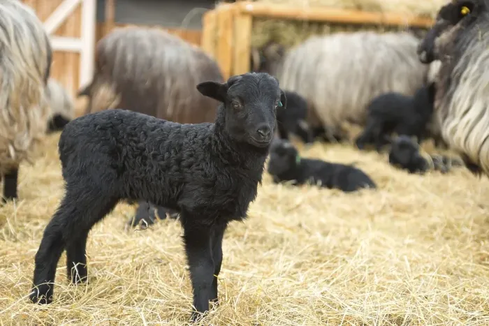 Framed Print : Newborn black lamb standing on straw Framed Print : Newborn black lamb standing on straw