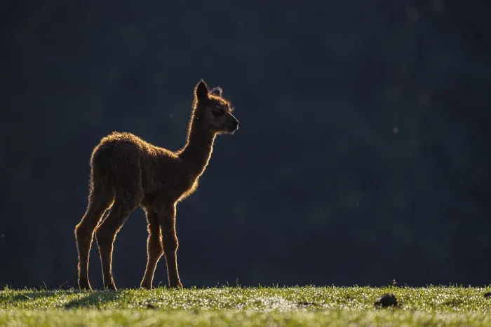 Framed Print : A newborn brown baby Alpaca (Vicugna pacos) standing against a dark background in backlit condition